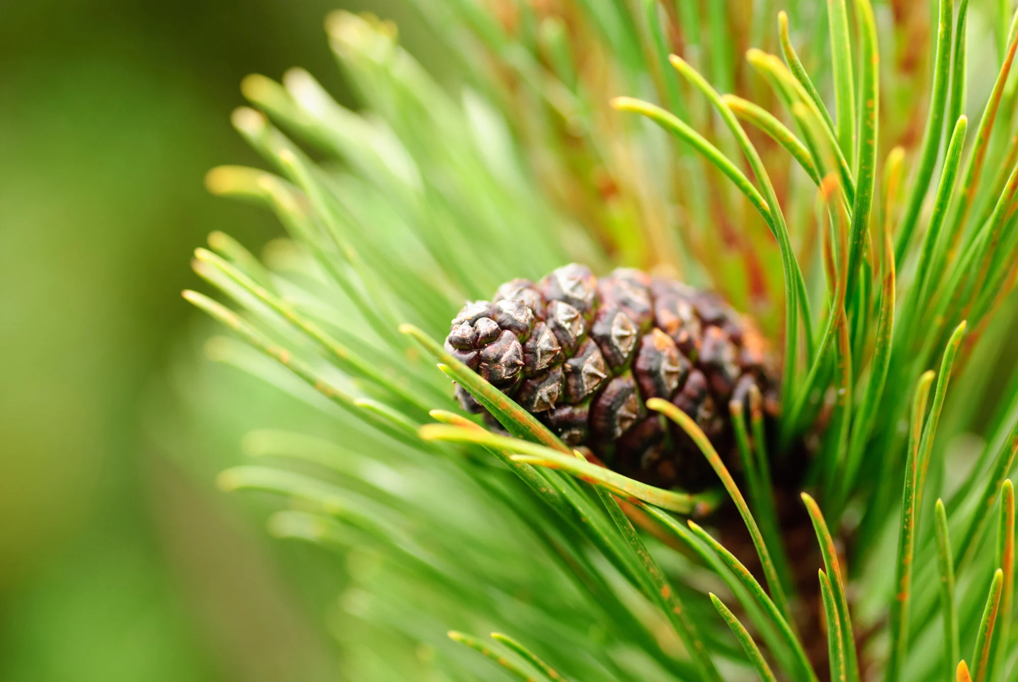 Pine Bark Extract